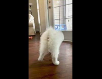 White puppy dog barks at lemon slice 