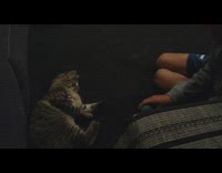 Cat and boy play pass the ball