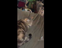 Aggressively petting grey cat on the back 