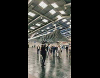 Remote control foil manta ray 