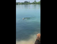 White dog swim lake take long stick