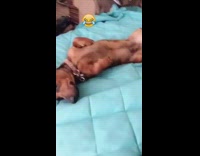 brown weiner dog laid out on light blue blanket