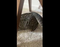 Man sings to pet cat in heat 