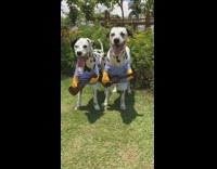 music white and black dogs holding guitars and sticking tongues out 