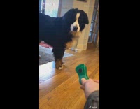 Large dog scared of green bag clip
