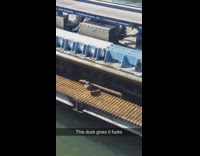 Collab BitchMP - This duck gives 0 rollercoaster