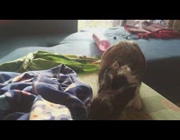 Rabbit on sofa bite and pull sheet