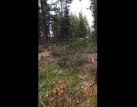 Jeep drives over bump in forest 