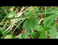 Ants carries an inchworm on the grass