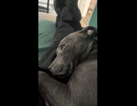 Guy rub gray dog make small sounds