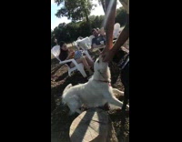 White dog will not let go ball  