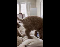 Dogs knew when mom is done scrolling on phone