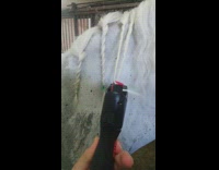 Tool used to braid white horse hair 