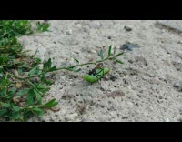 Dragon Fly Kidnaps Green Plant Stem 