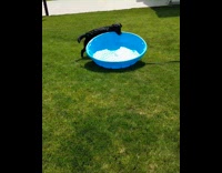 black dog dragging blue plastic pool on yard