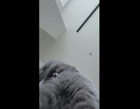 Fluffy Grey Cat Stares Down at Selfie Mode Camera