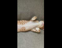 Orange cat sleeps with body stretched out 