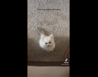 Adopted white kitten follows owner through house 