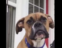 Collab DailyDoseOfInternet - Brown white dog purple collar yawns weird