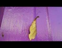 Leaf is Actually a Bug 