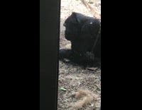 Gorilla sits down hold stick while thinking