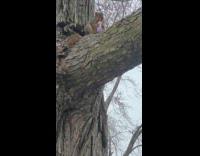 Squirrel on tree eat purple skittles bag