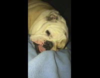 Girl yells and wakes sleeping bulldog 