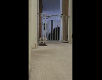 Rabbit open gate and knock down camera