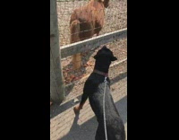 Brown horse wags tail dog gets scared