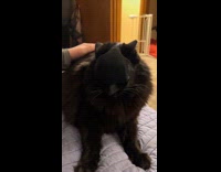 Collab Clips MPUGC - Man puts batman mask on cat 