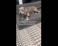 Happy dog lets out happy howl