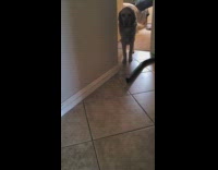 Brave golden retriever dog walks past hose 