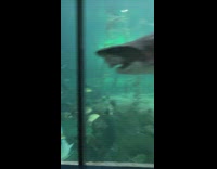 Cameraperson scares herself while recording sharks