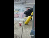 Dog waiting outside in rain looks sad 