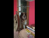 Dog Waggles Tail as it Stares at Lady