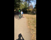 Dog wearing fishnet stockings 