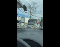 Pigeons crowd side of car 