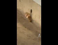 Rat tries to pull chicken wing into hole with it 