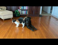 Cat rub her body on black dog