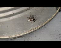 Small spider caught a fly under its body