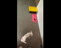 Dog sees hooman home spins around in excitement 