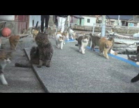 Group of stray cats walk together 