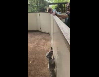 Koala trying to jump up wall baby