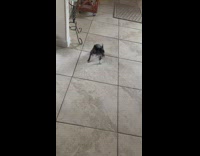 Small black dog sneezes and shakes on floor
