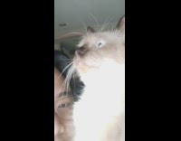 Cat freeze up stare while guy laughs