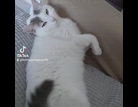 Compilation of cat slowly blinking around house 