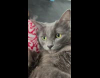 Compilation of grey cat inside house 