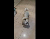 Dog with hair clip on head stay 