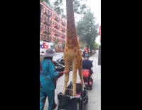 Woman transporting giraffe statue with wagon