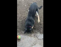 Dog digs hole outside while it rains 